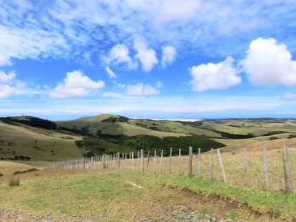 whangarei (37)